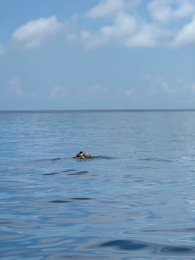 Observation en pleine mer